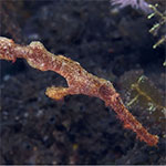 Solenostomus sp. A